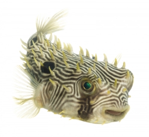 Striped Burrfish (Chilomycterus schoepfii).  Field Studio, Meet Your Neighbours Project.
