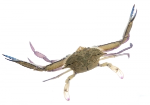 Iridescent Swimming Crab (Portunus gibbesii).  Field Studio, Meet Your Neighbours Project.
