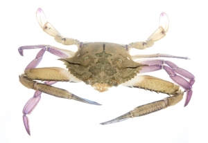 Iridescent Swimming Crab (Portunus gibbesii).  Field Studio, Meet Your Neighbours Project.