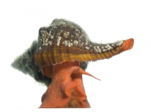 Florida Horse Conch (Pleuroploca gigantea). Field Studio, Meet Your Neighbours Project.