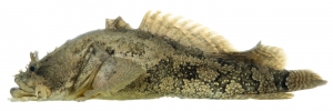 Oyster Toadfish (Opsanus tau).  Field Studio, Meet Your Neighbours Project.