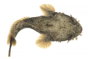 Oyster Toadfish (Opsanus tau). Field Studio, Meet Your Neighbours Project.