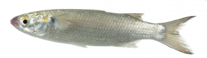 White (Silver) Mullet (Mugil curema). Field Studio, Meet Your Neighbours Project.
