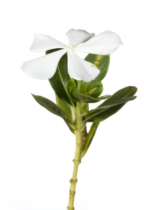 Madagascar Periwinkle (Catharanthus roseus).  Field Studio, Meet Your Neighbours Project.