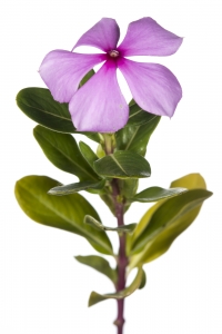 Madagascar Periwinkle (Catharanthus roseus).  Field Studio, Meet Your Neighbours Project.