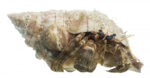 Palmate Hermit Crab (Pagurus impressus). Field Studio, Meet Your Neighbours Project.