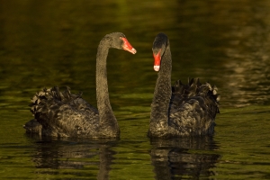 Swan Couple #1