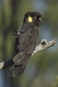 Yellow-tailed Black-cockatoo #1