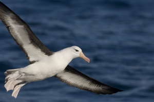 Black-browed Albatross #9