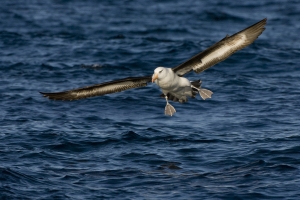 Black-browed Albatross #96