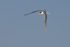 Great Crested Tern #8