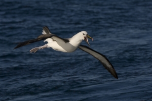 Yellow-nosed Albatross #49