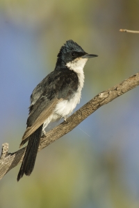 Restless Flycatcher #8