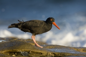 Sooty Oystercatcher #11
