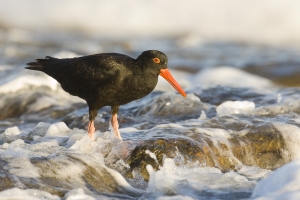 Sooty Oystercatcher #17