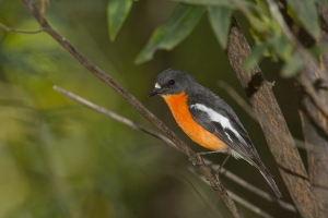 Flame Robin #2