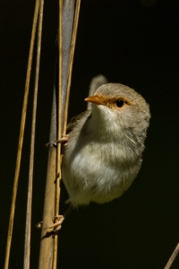 Superb Fairywren #17