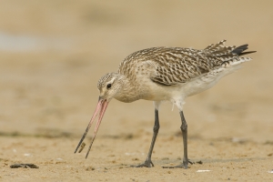 Bar-tailed Godwit #12