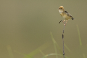 Golden-headed Cisticola #4