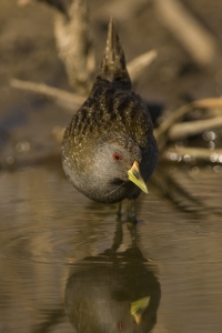 Australian Crake #29