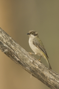 Brown-headed Honeyeater #6