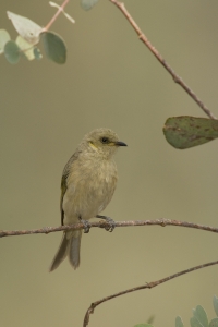 Fuscous Honeyeater #5