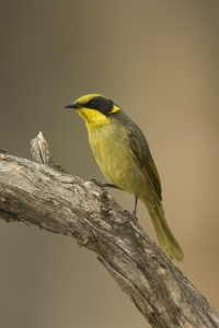 Yellow-tufted Honeyeater #8