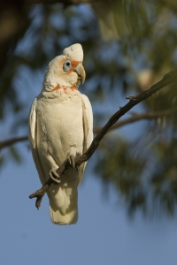 Long-billed Corella #6