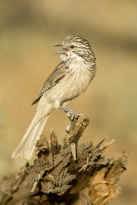 Striped Honeyeater #5