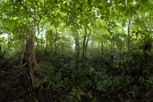 Panoramic view of the ground in a mid-elevation forest. Mercator Projection. Bosque Eterno de los NiÃ±os, Monteverde, Puntarenas, Costa Rica.
