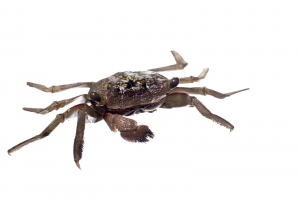Mangrove Tree Crab (Aratus pisonii). Field Studio, Meet Your Neighbors Project.