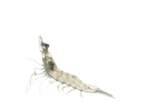 Pink Shrimp (Farfantepenaeus duorarum). Field Studio, Meet Your Neighbours Project.