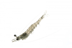 Pink Shrimp (Farfantepenaeus duorarum). Field Studio, Meet Your Neighbours Project.