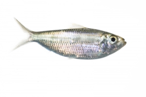 Scaled Herring (Harengula jaguana) or "Whitebait". Field Studio, Meet Your Neighbours Project.
