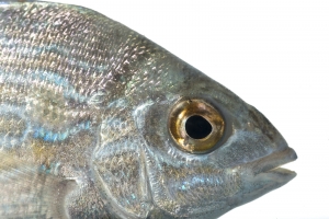 Pinfish (Lagodon rhomboides). Field Studio, Meet Your Neighbours Project.