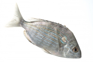 Pinfish (Lagodon rhomboides). Field Studio, Meet Your Neighbours Project.