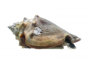 Florida Fighting Conch (Strombus alatus). Field Studio, Meet Your Neighbours Project.