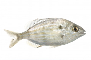 Pinfish (Lagodon rhomboides). Field Studio, Meet Your Neighbours Project.