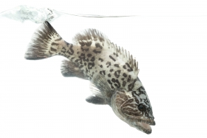 Gag Grouper (Mycteroperca microlepis). Field Studio, Meet Your Neighbours Project.