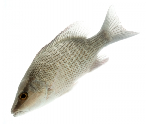 Grey (Mangrove) Snapper (Lutjanus griseus). Field Studio, Meet Your Neighbours Project.