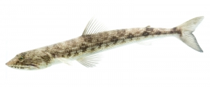 Inshore Lizardfish (Synodus foetens). Field Studio, Meet Your Neighbours Project.