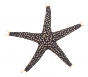 Small-spine Sea Star (Echinaster spinulosus). Field Studio, Meet Your Neighbours Project.