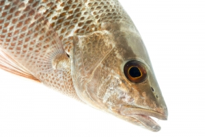 Grey (Mangrove) Snapper (Lutjanus griseus). Field Studio, Meet Your Neighbours Project.