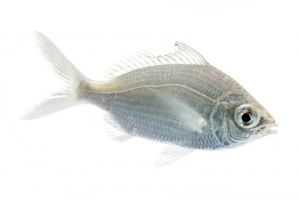 Silver Jenny (Eucinostomus gula). Field Studio, Meet Your Neighbours Project.
