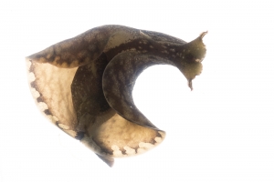 Sooty Sea Hare (Aplysia brasiliana). Field Studio, Meet Your Neighbours Project.