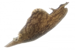 Sooty Sea Hare (Aplysia brasiliana). Field Studio, Meet Your Neighbours Project.