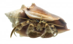 Palmate Hermit Crab (Pagurus impressus). Field Studio, Meet Your Neighbours Project.