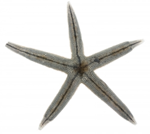 Gray Sea Star (Luidia clathrata). Field Studio, Meet Your Neighbours Project.
