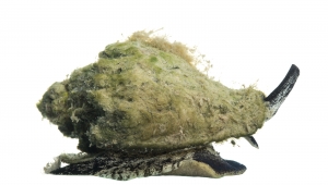 Crown Conch (Melongena corona). Field Studio, Meet Your Neighbours Project.