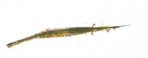 Arrow Shrimp (Tozeuma carolinense).  Field Studio, Meet Your Neighbours Project.
